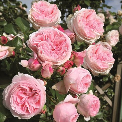 Rosa - Árbol de Rosas Inglesa - rosal de pie alto- forma de corona tupida
